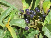 Berries  at Berkeley Botanical Garden