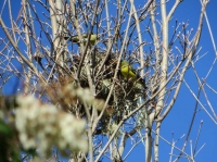 Bird nest at Berkeley Botanical Garden