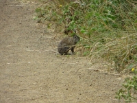 Bunny on the Trail