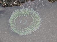 Beautiful Sea Anemone