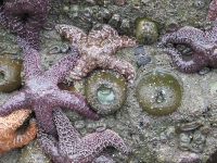 Starfisth and Sea Anemone