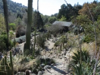 Cactus Garden Berkeley Botanical Garden