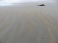 Ripples of Sand and Kelp