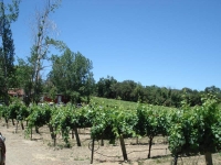 The vineyards on our chauffeured tractor ride.